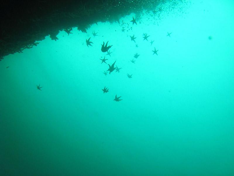 diving teaser - seesterne im meer