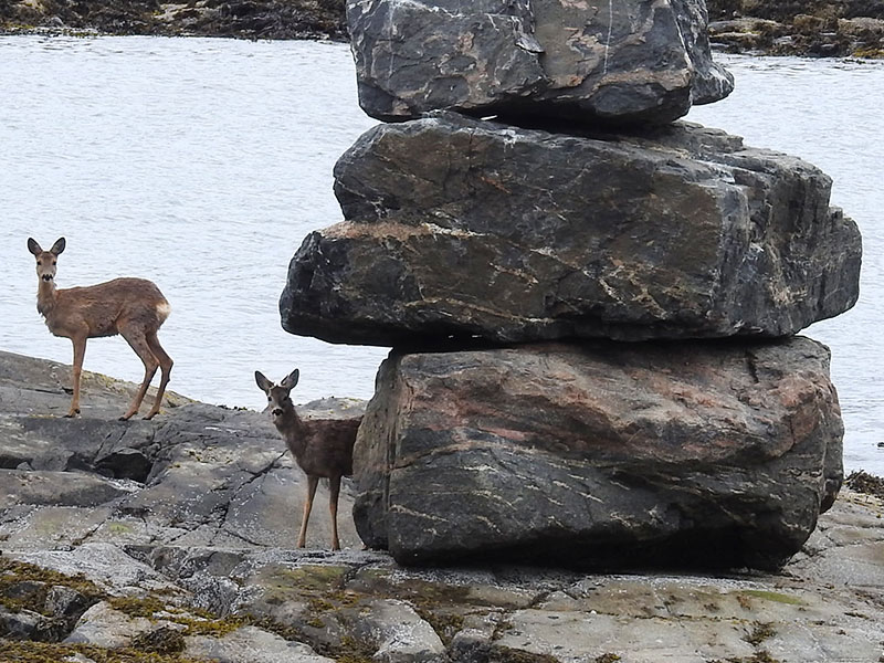 animal life teaser - two deer next to a stone by the sea